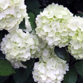 'Opening Day™' Doublefile Viburnum