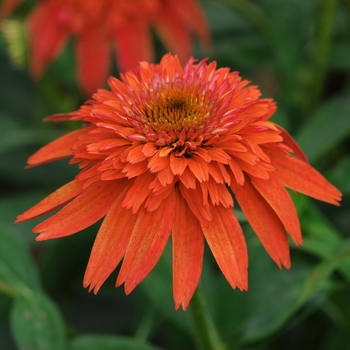 Coneflower