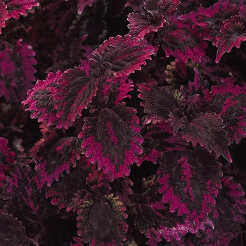 Coleus