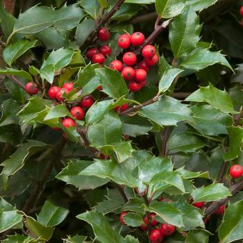 Berri-Magic Kids' Holly Combination