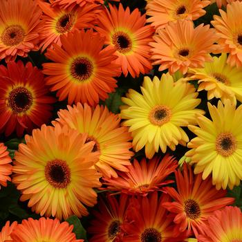 Gerbera Daisy