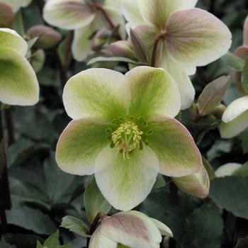 Lenten Rose