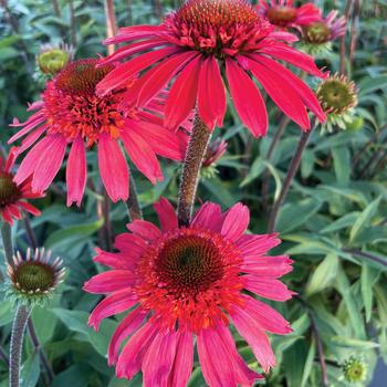 Coneflower 