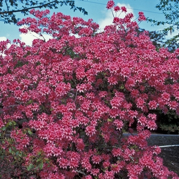 Rhododendron