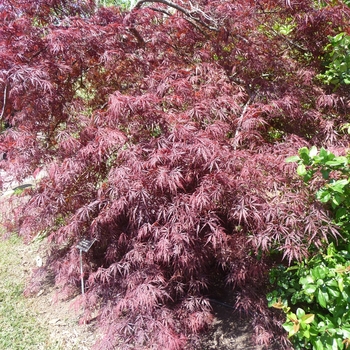 Tamukeyama Japanese Maple