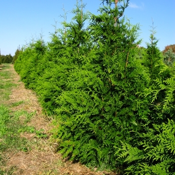 Green Giant Arborvitae