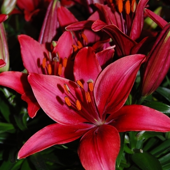 Asiatic Pot Lily