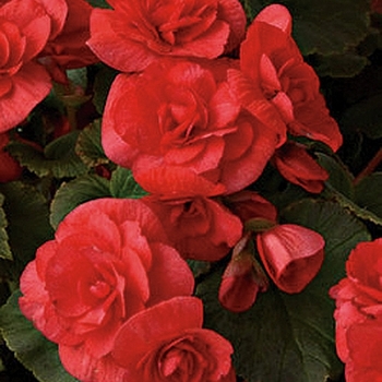 Solenia® 'Red'