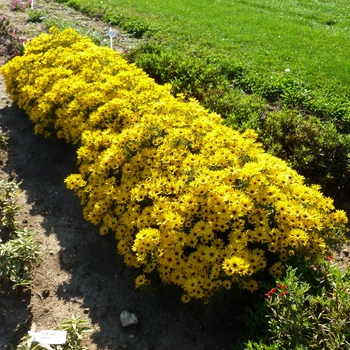 Thin-leaved Sunflower