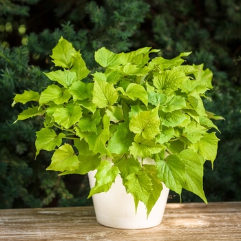 Sweet Potato Vine