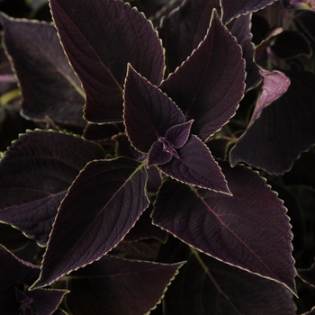 Coleus