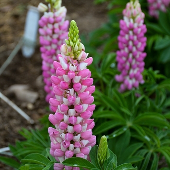 Lupine