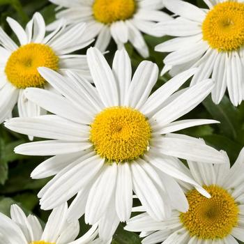 Shasta Daisy