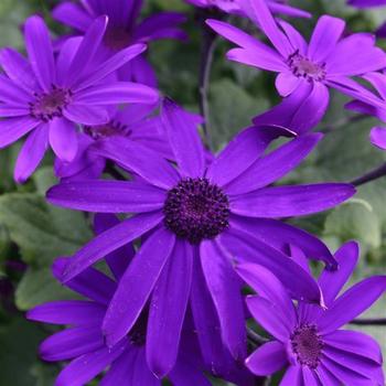 Pericallis (Cineraria)