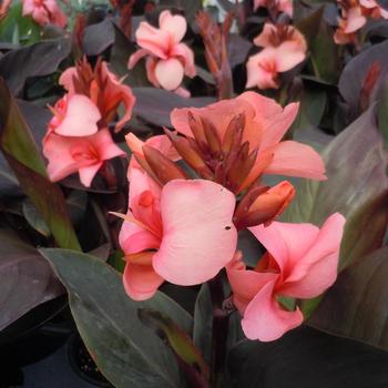 Cannova&reg; Bronze Peach 
