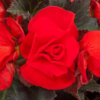 Adora&trade; Velvet Red