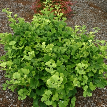 Ginkgo Tree