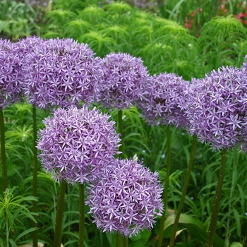 Ornamental Onion