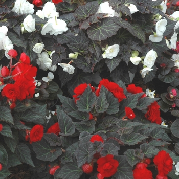 Begonia, Nonstop® Begonia, Nonstop®