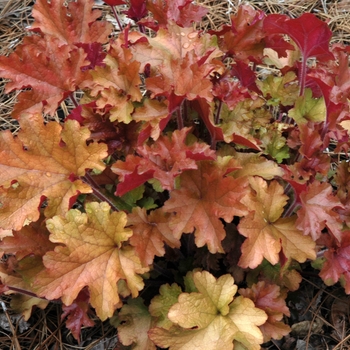 Coral Bells