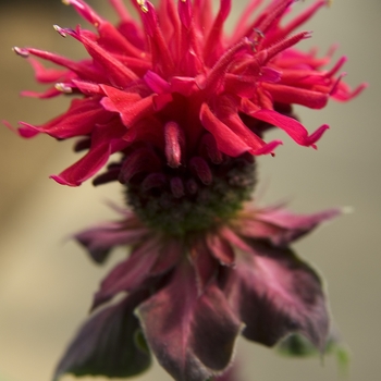 Bee Balm