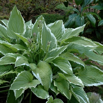 Plantain Lily