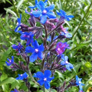 Bugloss