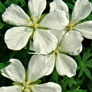 Cranesbill