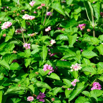 Luscious ® Lantana