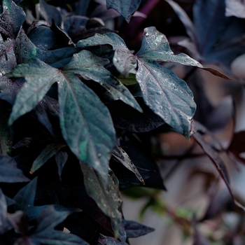 Ipomoea (Ornamental Sweet Potato)