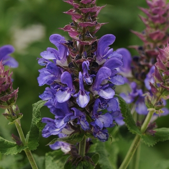 Meadow Sage