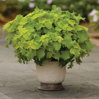Volcanica™ Wasabi Volcanica™ Wasabi