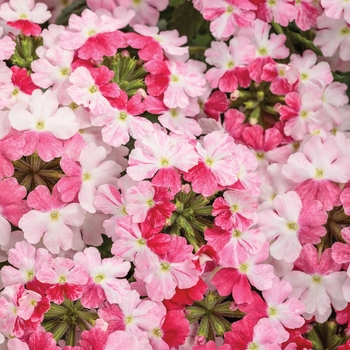 Superbena® 'Sparkling Rose'