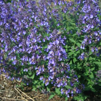 Catmint