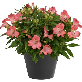 Inca Coral™ Peruvian Lily