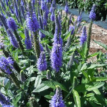 Speedwell