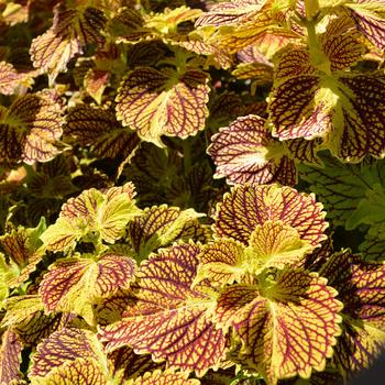 Coleus