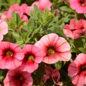 Calibrachoa