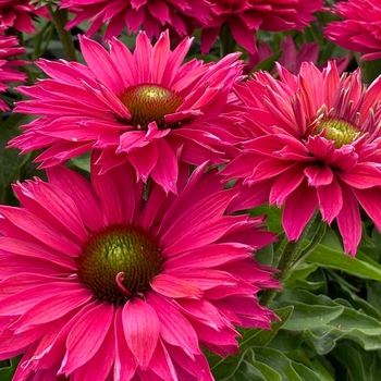 Coneflower Coneflower