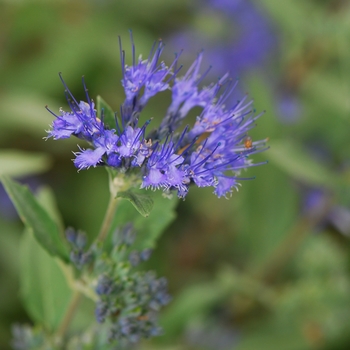 Bluebeard