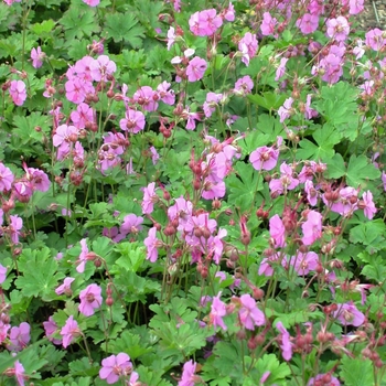 Cranesbill