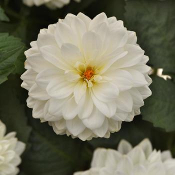 Dalaya&reg; White