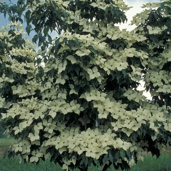 Dogwood