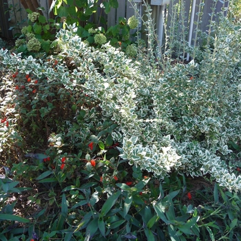 'Emerald Gaiety' Wintercreeper