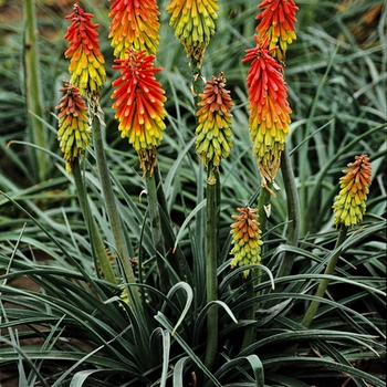 Red Hot Poker