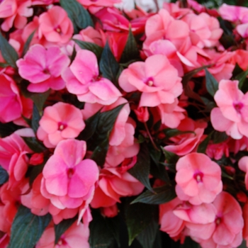 Impatiens, New Guinea