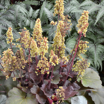 Coral Bells