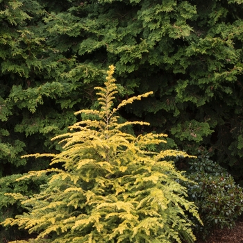 Golden Duke® Canadian Hemlock Golden Duke® Canadian Hemlock