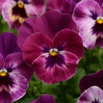 Pansy