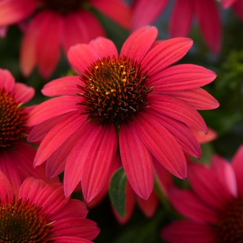 Coneflower